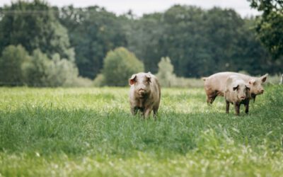 Keeping Your Facility Safe From African Swine Fever