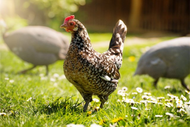 a-hen-grazing-on-green-backyard-grass-2022-06-06-23-33-18-utc-scaled
